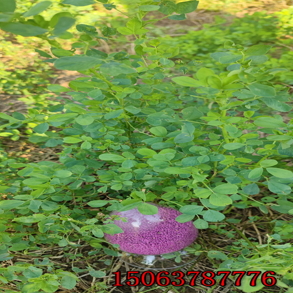 苜蓿草籽播種深度？