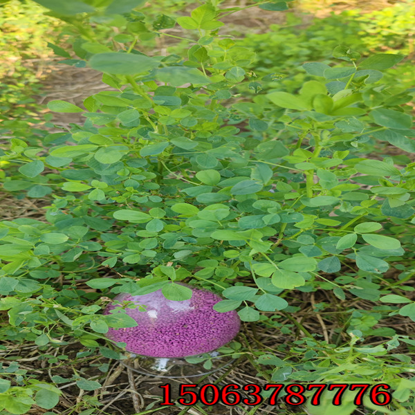 苜蓿草籽播種深度？
