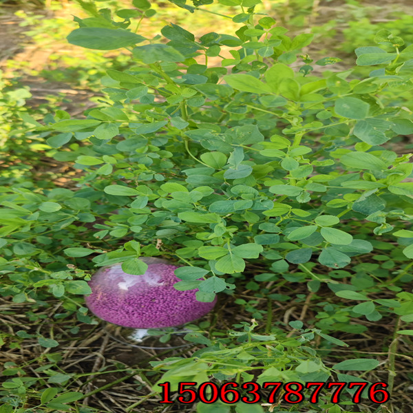 紫花苜蓿草籽哪種高產？