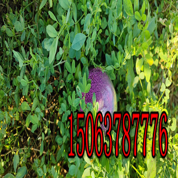 喂羊紫花苜蓿草籽多少錢一斤？