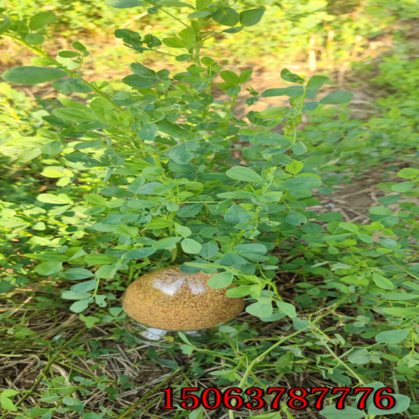喂羊紫花苜蓿草籽多少錢一斤？