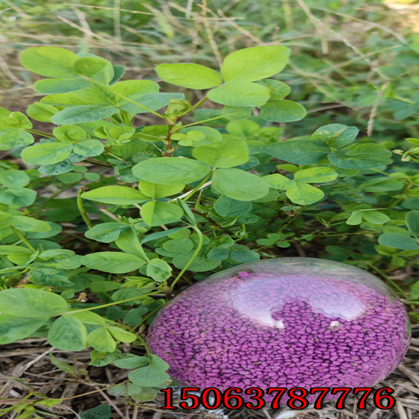 苜蓿草籽發芽時間？