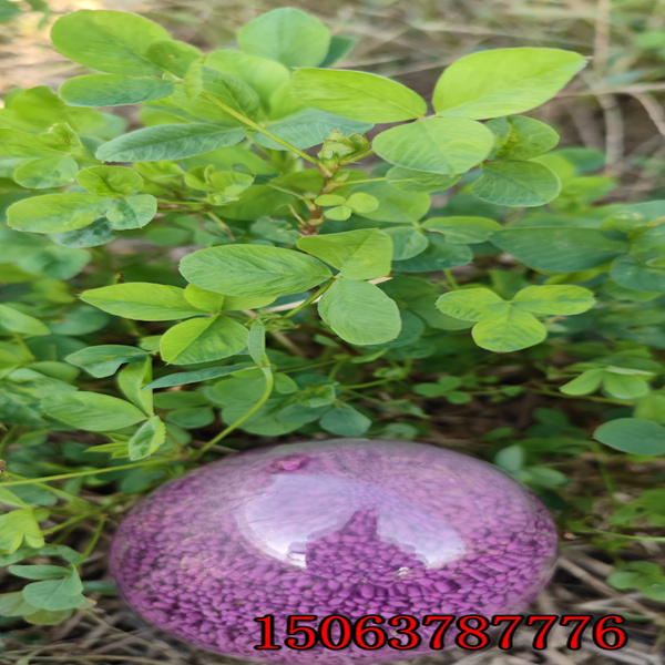 苜蓿草籽發芽時間？