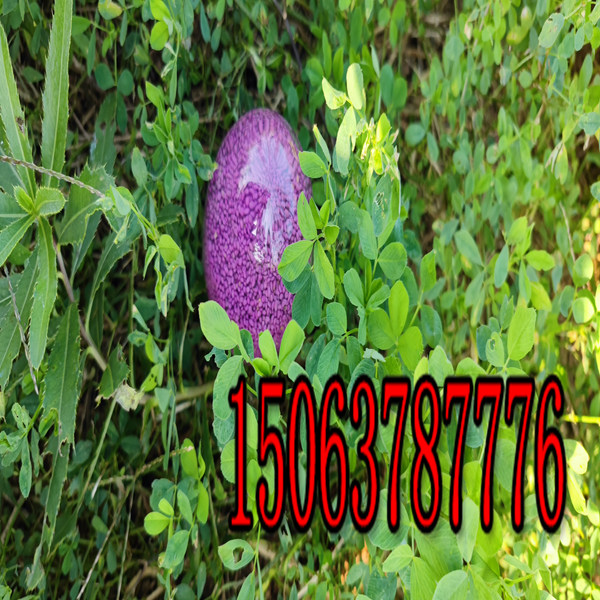 紫花苜蓿草籽兒多少錢一斤？