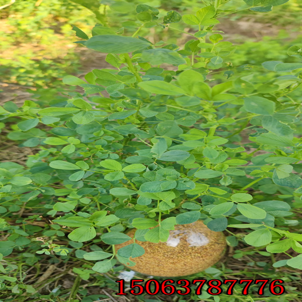 紫花苜蓿草籽兒多少錢一斤？