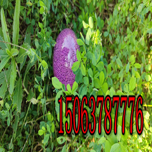 浙江紫花苜蓿草籽多少錢一斤？
