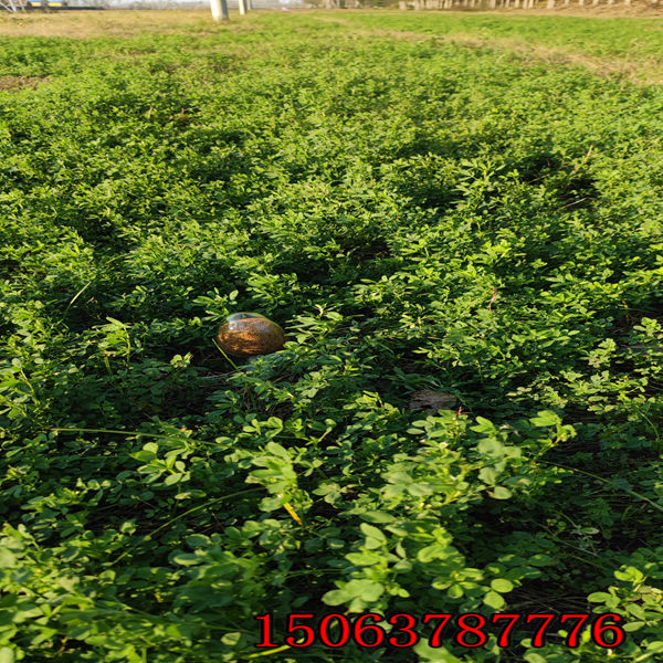 浙江紫花苜蓿草籽多少錢一斤？