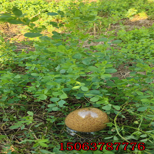 苜蓿草籽什么時間種？