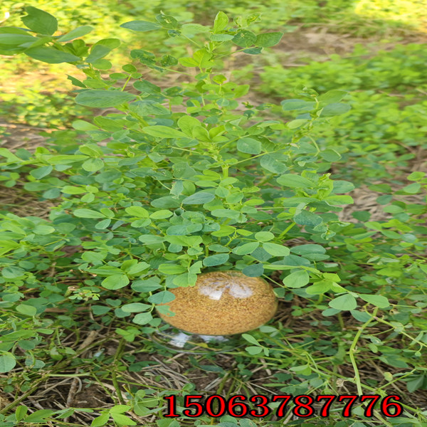 苜蓿草籽什么時間種？