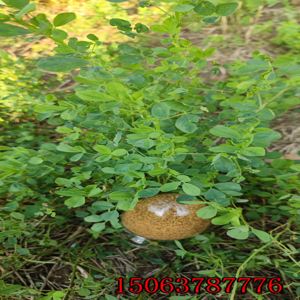 紫花苜蓿草籽的市場價格？
