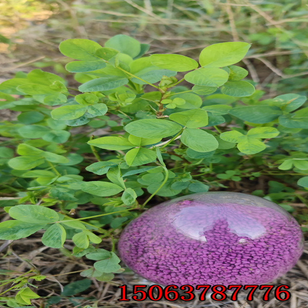 什么地方賣苜蓿草籽？