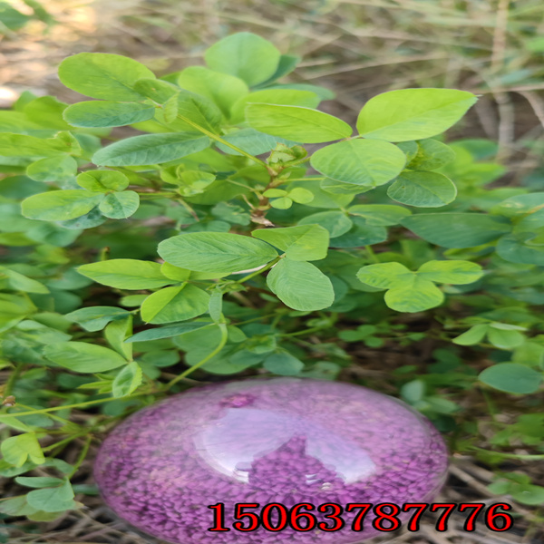 什么地方賣苜蓿草籽？