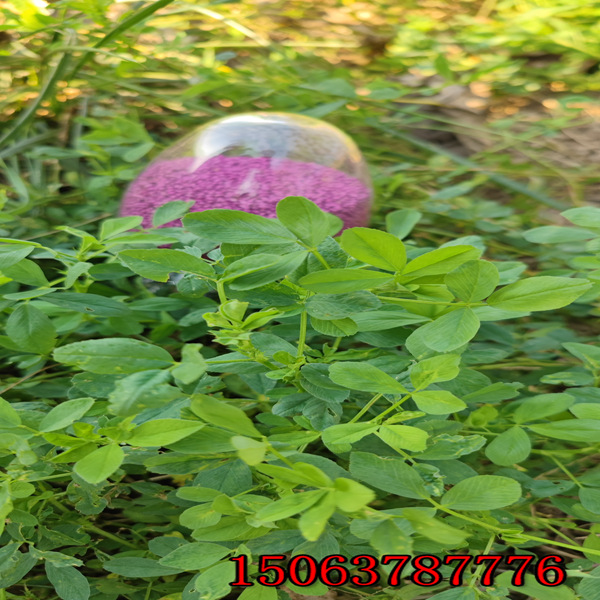 紫花苜蓿草籽哪賣？