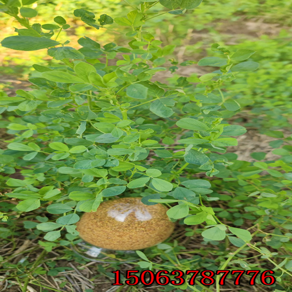 紫花苜蓿草籽哪賣？