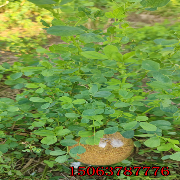 苜蓿草籽畝產量？