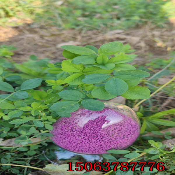 苜蓿草籽畝產量？
