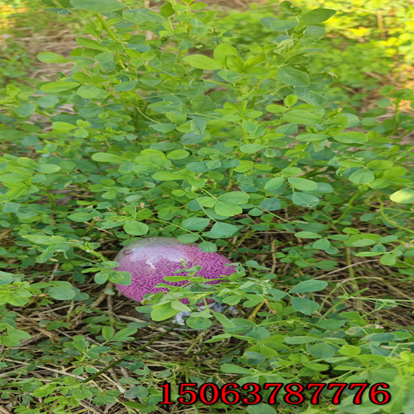 苜蓿草籽怎樣播種？