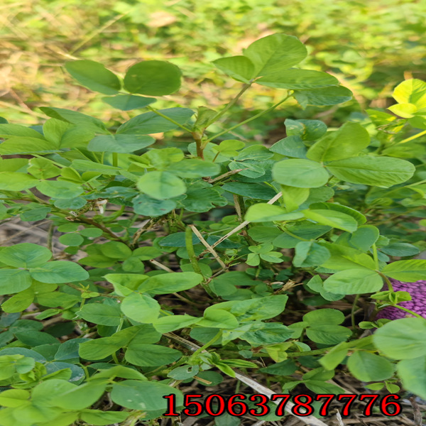 苜蓿草籽怎樣播種？