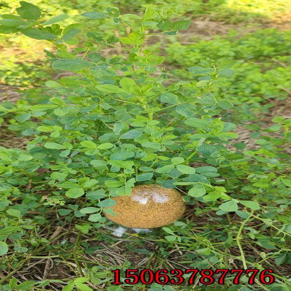 苜蓿草籽怎樣播種？