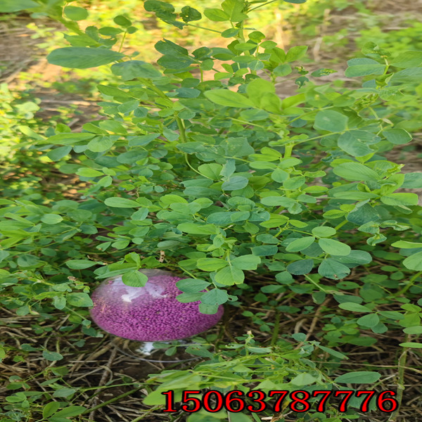 苜蓿草籽多少錢一公斤？