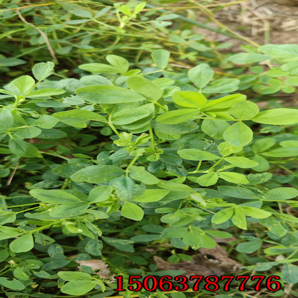 苜蓿草籽多少錢一公斤？