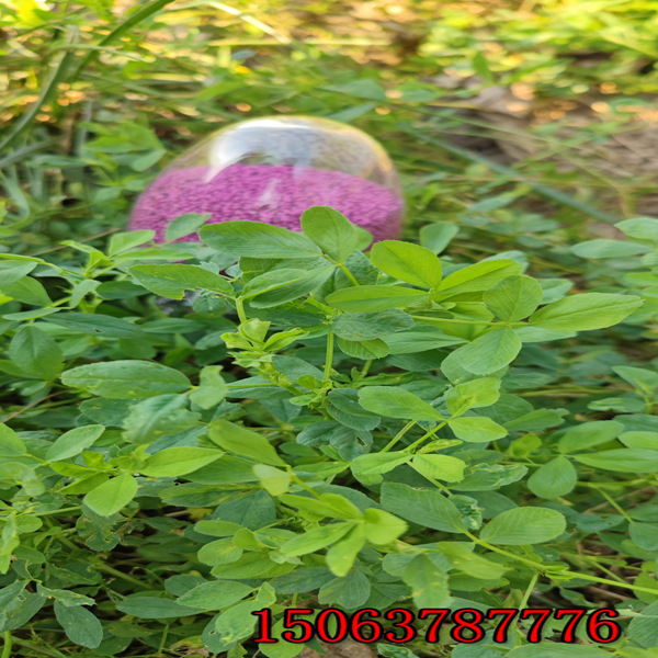 苜蓿草籽多少錢一公斤？