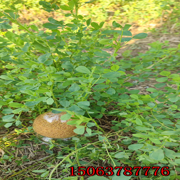 一公斤苜蓿草的草籽能種多少畝地？