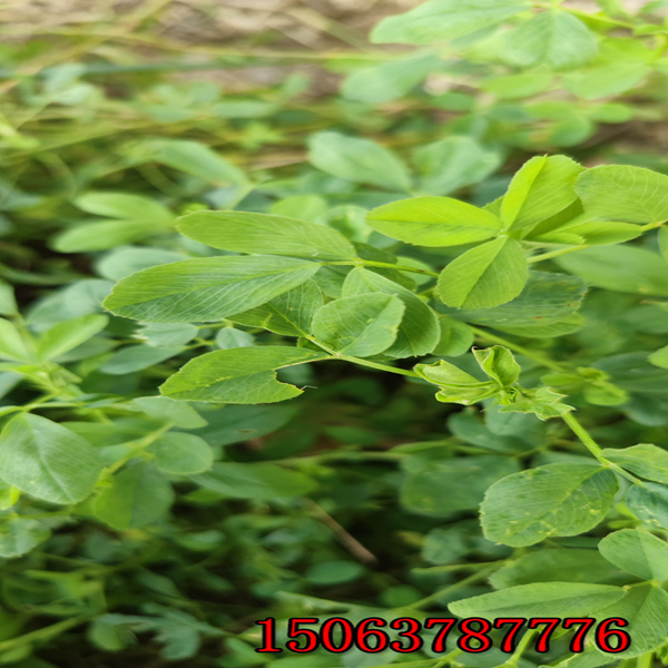 一公斤苜蓿草的草籽能種多少畝地？