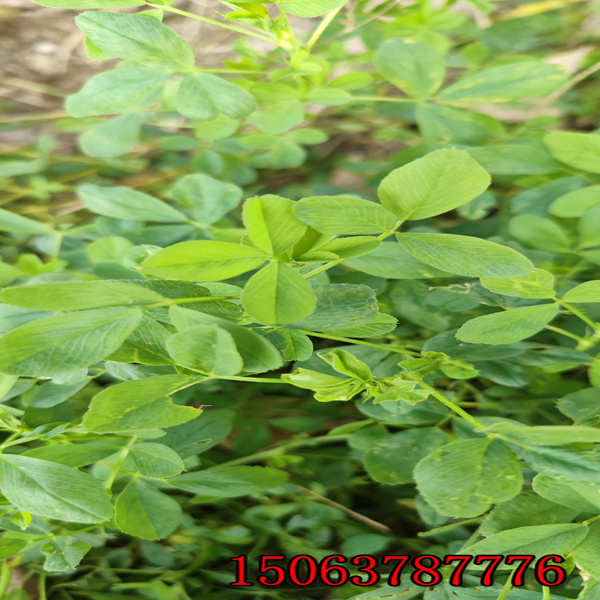 一公斤苜蓿草的草籽能種多少畝地？