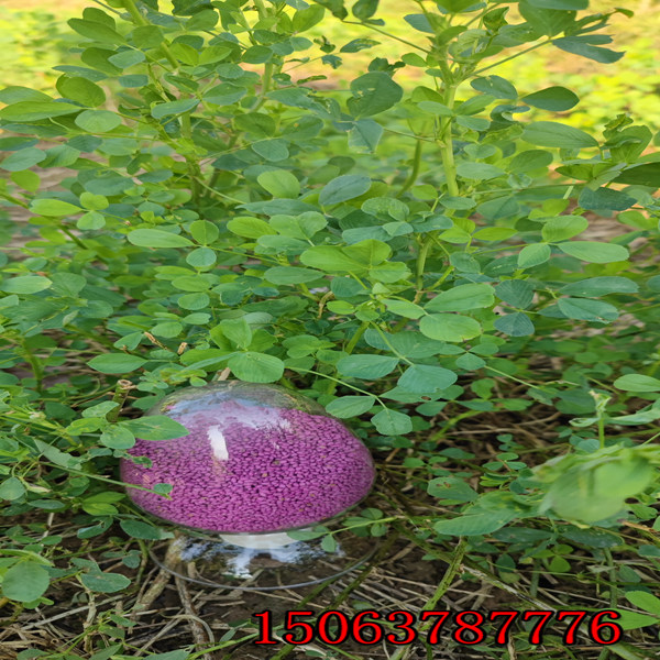 1畝地產多少苜蓿草草籽？