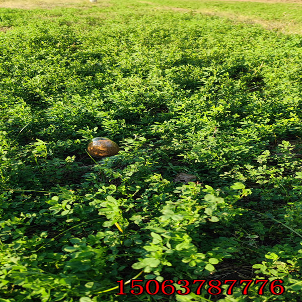 1畝地產多少苜蓿草草籽？