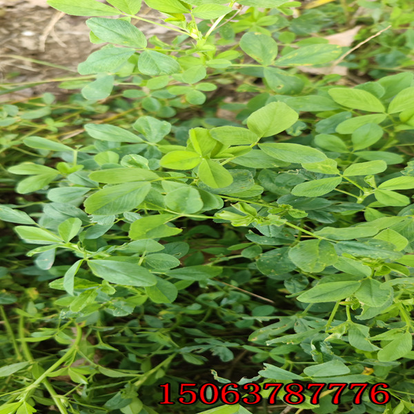 苜蓿草籽1kg多少錢？
