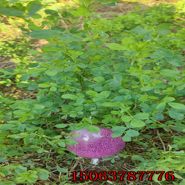 牧草紫花苜蓿草籽多少錢一斤？