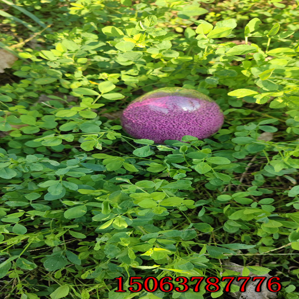 紫花苜蓿草籽幾月播種合適？