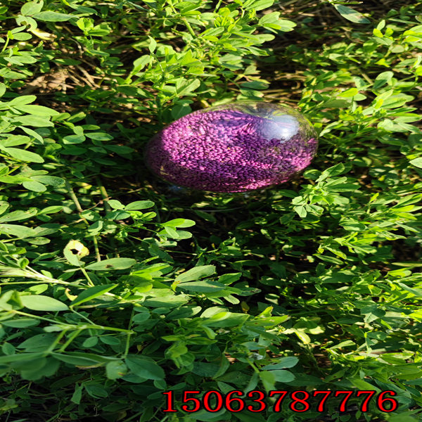 紫花苜蓿草籽怎么播種？