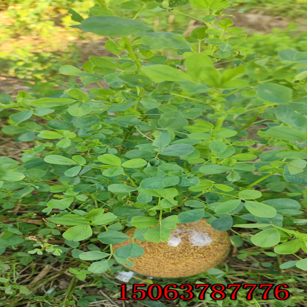 紫花苜蓿草籽怎么播種？