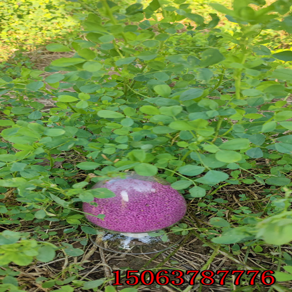 苜蓿草籽的播種？