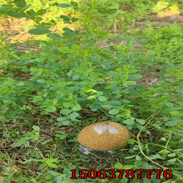 苜蓿草籽一公斤是多少錢？