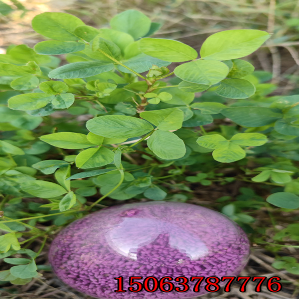 苜蓿草籽什么時候播種？