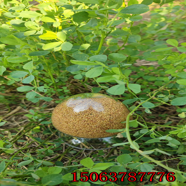 苜蓿草籽什么時候播種？