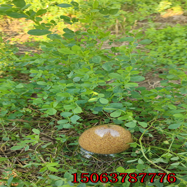 苜蓿草籽怎么播種合適？