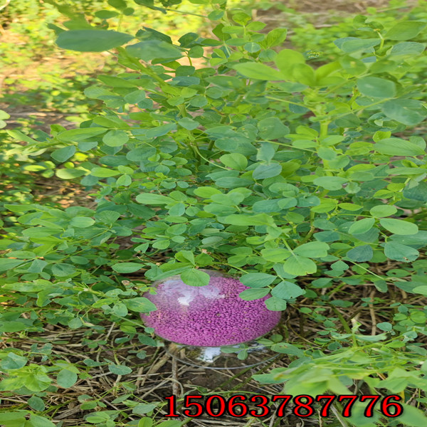 苜蓿草籽怎么播種合適？