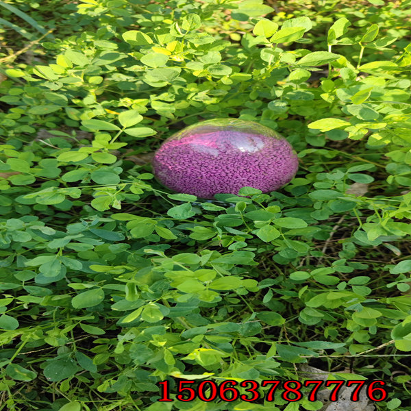 苜蓿草的草籽產量多嗎？