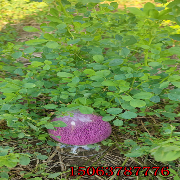 苜蓿草的草籽產量多嗎？