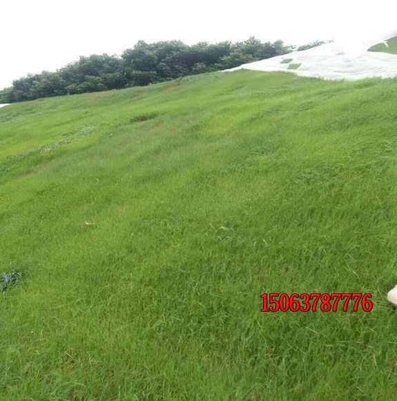 狗牙根草坪有哪些養護技巧？