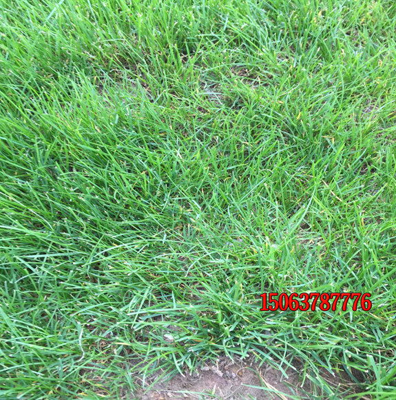 狗牙根草籽可以種植草坪嗎？