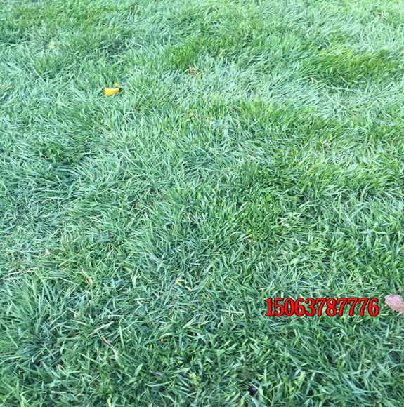 狗牙根草籽怎樣種出漂亮的草坪？