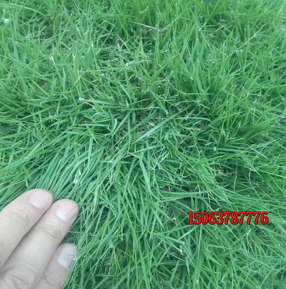 狗牙根草籽怎樣種出漂亮的草坪？