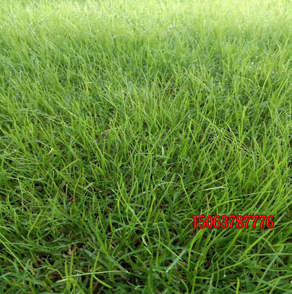狗牙根草籽怎么播種？