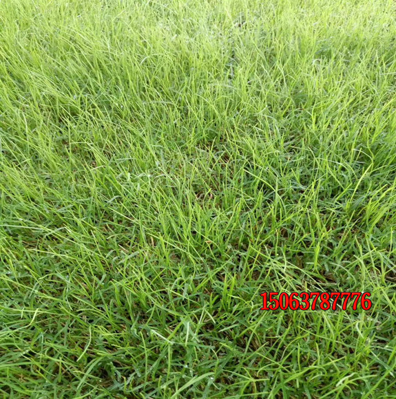 狗牙根草籽適合怎樣播種？
